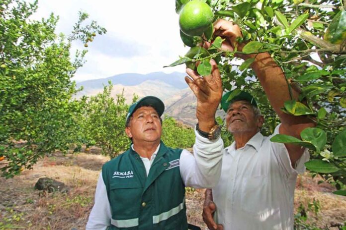 Cítricos peruanos superan las 100 mil toneladas exportadas en los primeros cinco meses de 2025