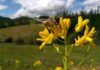 Concluyó innovador proyecto que promueve el bienestar de las abejas y la apicultura natural regenerativa en Ñuble