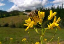 Concluyó innovador proyecto que promueve el bienestar de las abejas y la apicultura natural regenerativa en Ñuble