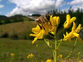Concluyó innovador proyecto que promueve el bienestar de las abejas y la apicultura natural regenerativa en Ñuble