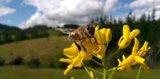 Concluyó innovador proyecto que promueve el bienestar de las abejas y la apicultura natural regenerativa en Ñuble