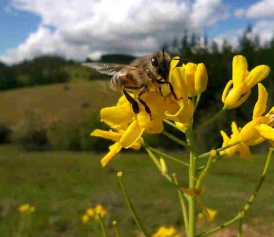 Concluyó innovador proyecto que promueve el bienestar de las abejas y la apicultura natural regenerativa en Ñuble