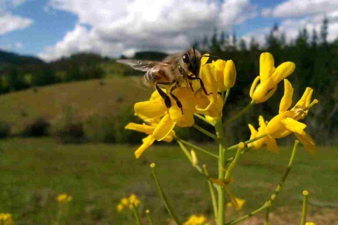 Concluyó innovador proyecto que promueve el bienestar de las abejas y la apicultura natural regenerativa en Ñuble