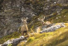 Confirman nueva subpoblación de huemules en el extremo austral de Sudamérica