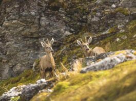 Confirman nueva subpoblación de huemules en el extremo austral de Sudamérica