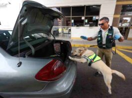 Día del Perro: conoce cómo trabajan los canes del SAG en nuestras fronteras