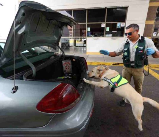 Día del Perro: conoce cómo trabajan los canes del SAG en nuestras fronteras