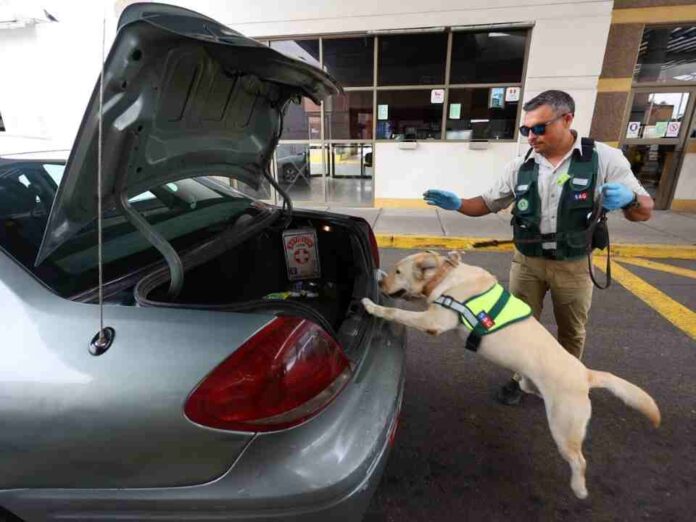 Día del Perro: conoce cómo trabajan los canes del SAG en nuestras fronteras