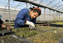 Escuela de Agronomía de la UTalca logró certificación por 7 años