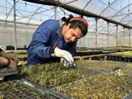 Escuela de Agronomía de la UTalca logró certificación por 7 años