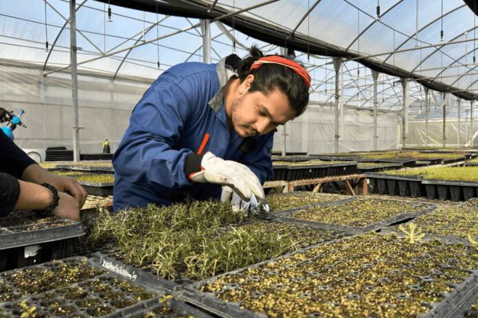 Escuela de Agronomía de la UTalca logró certificación por 7 años