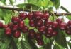 Harvista™ 1,3 SC, la innovadora solución precosecha de AgroFresh que se usará en cerezas en Argentina