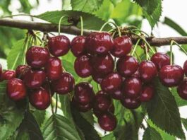 Harvista™ 1,3 SC, la innovadora solución precosecha de AgroFresh que se usará en cerezas en Argentina