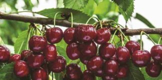 Harvista™ 1,3 SC, la innovadora solución precosecha de AgroFresh que se usará en cerezas en Argentina