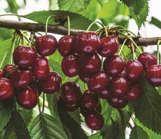Harvista™ 1,3 SC, la innovadora solución precosecha de AgroFresh que se usará en cerezas en Argentina