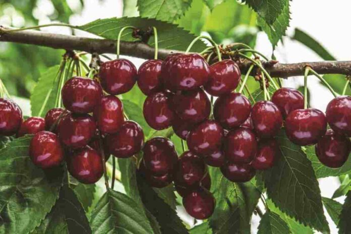 Harvista™ 1,3 SC, la innovadora solución precosecha de AgroFresh que se usará en cerezas en Argentina