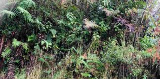 Hojas nativas de Aysén superan a frutas en niveles de antioxidantes y abren nueva frontera para alimentos funcionales