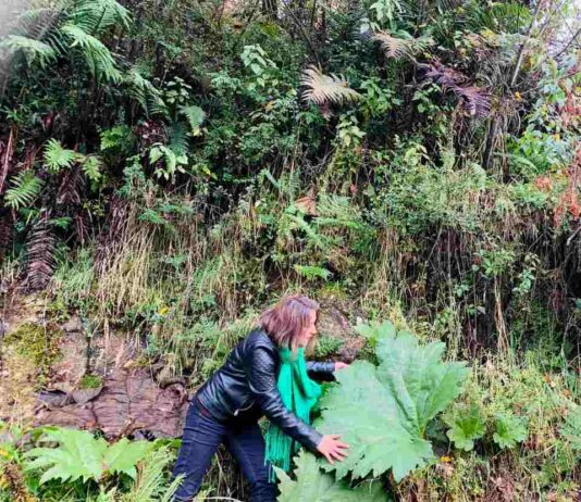 Hojas nativas de Aysén superan a frutas en niveles de antioxidantes y abren nueva frontera para alimentos funcionales