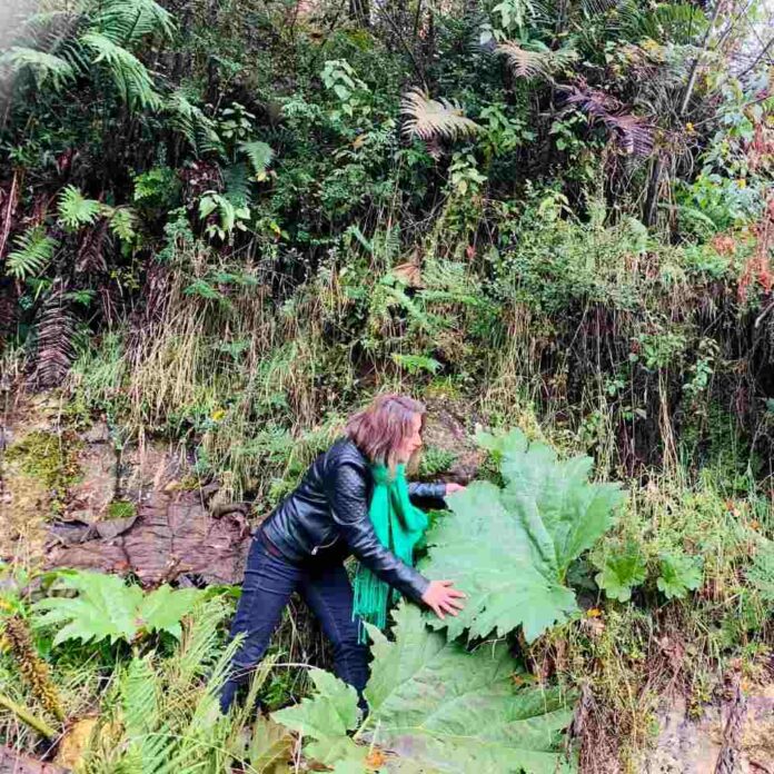 Hojas nativas de Aysén superan a frutas en niveles de antioxidantes y abren nueva frontera para alimentos funcionales