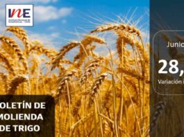 INE Biobío publica cifras de molienda de trigo correspondiente a junio de 2025