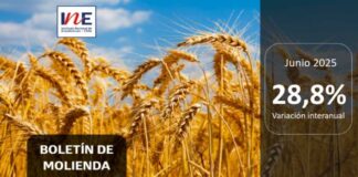 INE Biobío publica cifras de molienda de trigo correspondiente a junio de 2025