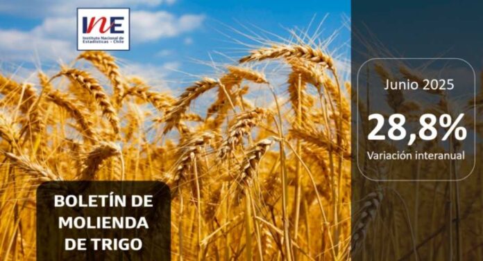 INE Biobío publica cifras de molienda de trigo correspondiente a junio de 2025