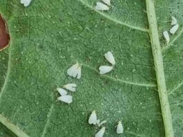 INIA La Platina publica nueva ficha técnica sobre mosquita blanca en pimiento: identificación y manejo sustentable