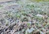 Impacto en el agro de histórica helada en Chillán