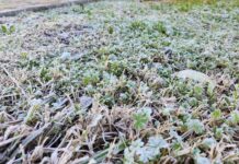 Impacto en el agro de histórica helada en Chillán