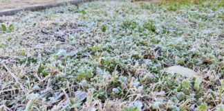 Impacto en el agro de histórica helada en Chillán