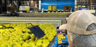 Indonesia podría abrir muy pronto sus puertas a los limones de Chile