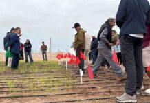 Inédito: científicos del INIA prueban sembrar arroz que resiste a la sequía en Arica y Parinacota 