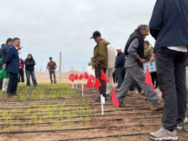 Inédito: científicos del INIA prueban sembrar arroz que resiste a la sequía en Arica y Parinacota 