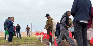 Inédito: científicos del INIA prueban sembrar arroz que resiste a la sequía en Arica y Parinacota 
