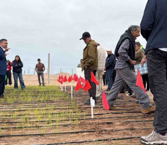 Inédito: científicos del INIA prueban sembrar arroz que resiste a la sequía en Arica y Parinacota 