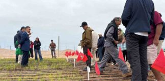 Inédito: científicos del INIA prueban sembrar arroz que resiste a la sequía en Arica y Parinacota 