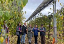 Instalan sistema agrivoltaico en huerto de cerezos del Maule para enfrentar la crisis hídrica y climática