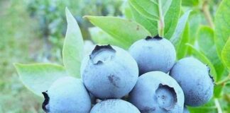 Investigador de INIA destacó importancia de composición nutricional de arándanos para obtener fruta de calidad 
