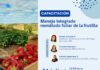 Invitan a capacitación sobre manejo sustentable de la frutilla en Santo Domingo, Región de Valparaíso