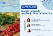 Invitan a capacitación sobre manejo sustentable de la frutilla en Santo Domingo, Región de Valparaíso