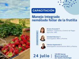 Invitan a capacitación sobre manejo sustentable de la frutilla en Santo Domingo, Región de Valparaíso