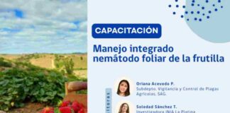 Invitan a capacitación sobre manejo sustentable de la frutilla en Santo Domingo, Región de Valparaíso