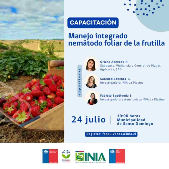 Invitan a capacitación sobre manejo sustentable de la frutilla en Santo Domingo, Región de Valparaíso