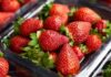 La cosecha de frutillas de Alemania espera la peor cosecha en 30 años