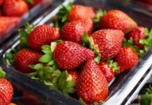 La cosecha de frutillas de Alemania espera la peor cosecha en 30 años