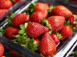 La cosecha de frutillas de Alemania espera la peor cosecha en 30 años