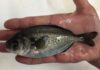 Laboratorio de Cultivo de Peces UCN realiza producción de Cojinoba del Norte en Sistema de Recirculación en Tierra