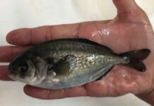 Laboratorio de Cultivo de Peces UCN realiza producción de Cojinoba del Norte en Sistema de Recirculación en Tierra