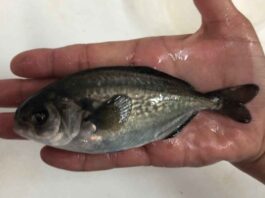 Laboratorio de Cultivo de Peces UCN realiza producción de Cojinoba del Norte en Sistema de Recirculación en Tierra