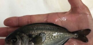 Laboratorio de Cultivo de Peces UCN realiza producción de Cojinoba del Norte en Sistema de Recirculación en Tierra